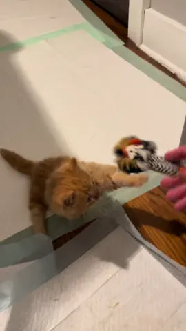 Nothing can stop Pumpkin! #fyp #kitten #disabledcats #disabledcat #foryoupage 