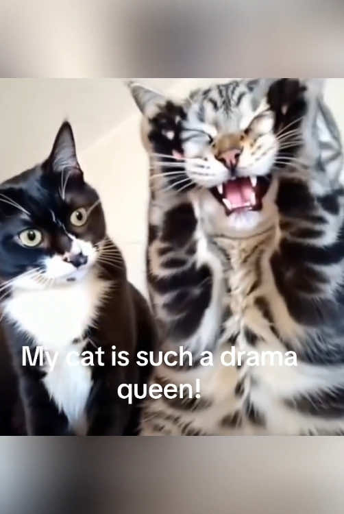 When you have two dramatic cats 