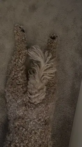#dog #dogsoftiktok #dogs 