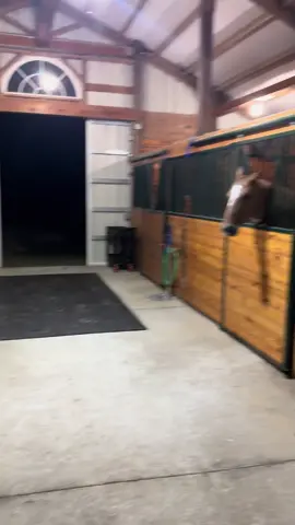 They never let me leave without giving some treats 😂 yes I talk to them and entertain myself #horses #treats #barn #farm #funny 