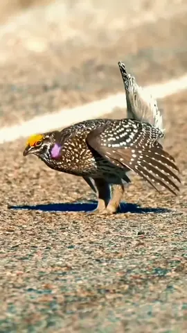 Watch the Sharp-tailed Grouse strut its stuff! 💃🦃 This feathered dancer’s fancy footwork is nature’s ultimate groove. #WildlifeVibes #GrouseDance #grouse #birdslove #animalsoftiktok 