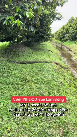 Mở lá nhanh, so đọt sầu riêng#saurieng #sauriengmientay #sauriengnghichvu #sauriengri6 #sauriengthai #sauriengmusangking #xuhuong #xuhuongtiktok #lenxuhuong #hoaiphuong 