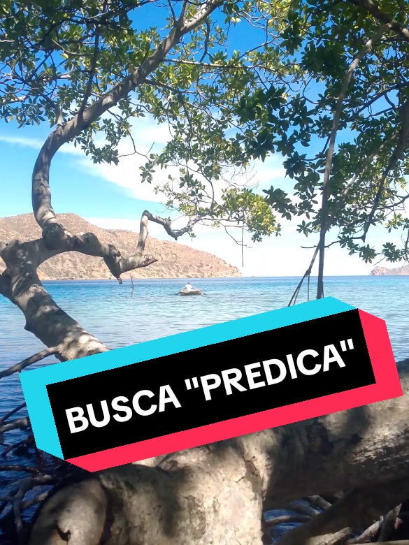 Busca PREDICA. que DIOS tiene una palabra para ti.  (El mío) #hagamosviralajesus #predicascristianas #jovenescristianos #hagamosviralajesus🙌 #palabradeDios 