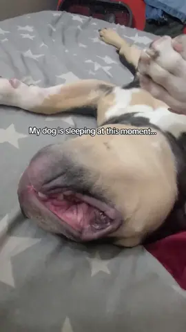 Bro sleeping like he worked a double shift 💀💤 #doghumor #funnyvideos #sleepingdog #viraldog #dogoftiktok 