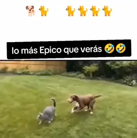 nunca te metas con el poder Gatuno  🤣🤣🤣😹😹 #sigueme_para_mas_videos_asi #🤣🤣🤣 #Risas #Bellas_y_lindas_Noches❤️🤟🏻