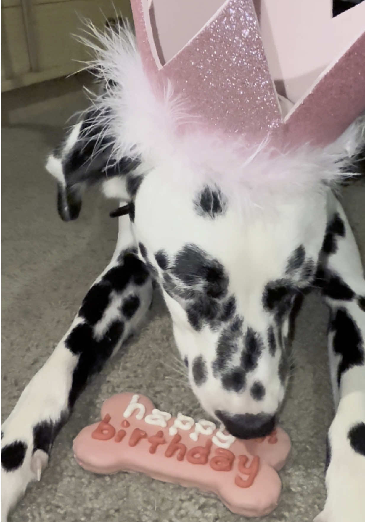 It’s my baby Pradas birthday 🎂 #dalmatian #puppybirthday #dogbirthday 