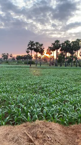 senja di bumi wali #tuban24jam #tuban #sunset #vibes #exploretuban #explorejatim #mentahan 