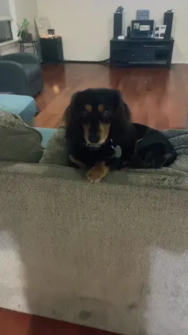 #wienerdog #dogsoftiktok #🔥 