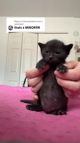 Replying to @SunnySideCircuts she said she’s grown  #fyp #dancetrend #viraldance #catsoftiktok #PetsOfTikTok kitten Larry NBA young boy Megan the stallion SZA Tyla skims thick thicc full of soup 