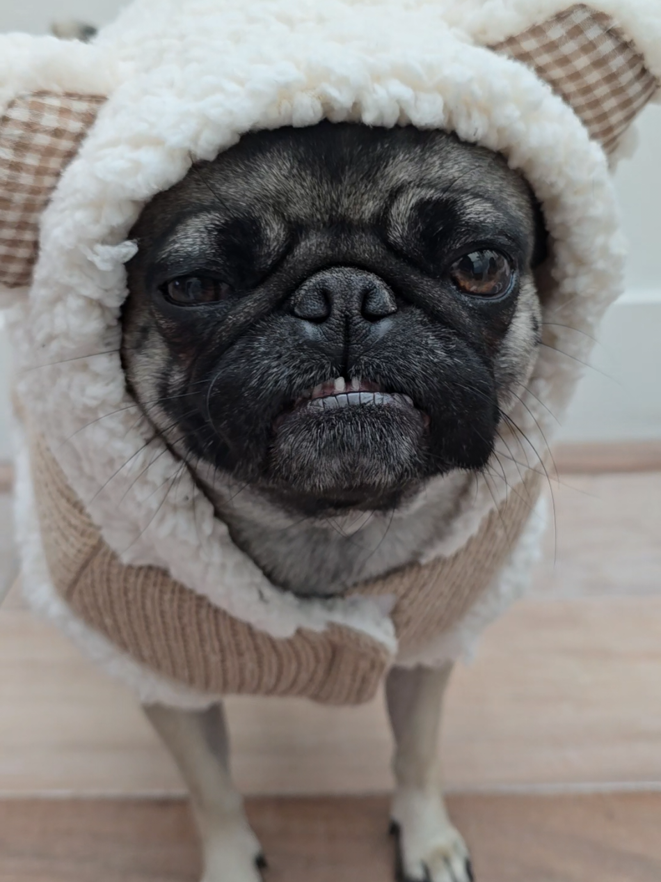 Love every single thing about my pug❤️🐾🥰#pugs #pugsoftiktok #cutedog #fyp #zyxcba 