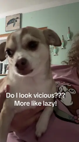 #chihuahua #chihuahuastiktok 