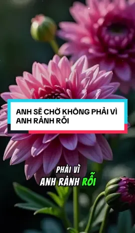 ANH SẼ CHỜ KHÔNG PHẢI VÌ ANH RẢNH RỖI…#baihoccuocsong #chữalành #tinhyeu #tâmtrạng #tâmsự 