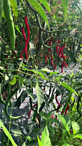 #CapCut info dulu cabe merah gaes#petanilubukcuik #petaniindonesia🇮🇩🇮🇩🇮🇩🌿🌿 #fyp #petanimuda 