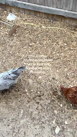 The same way I have to deal with barking every night 💀 #backyardchickens #urbanhomestead #homestead #suburbanchickens 