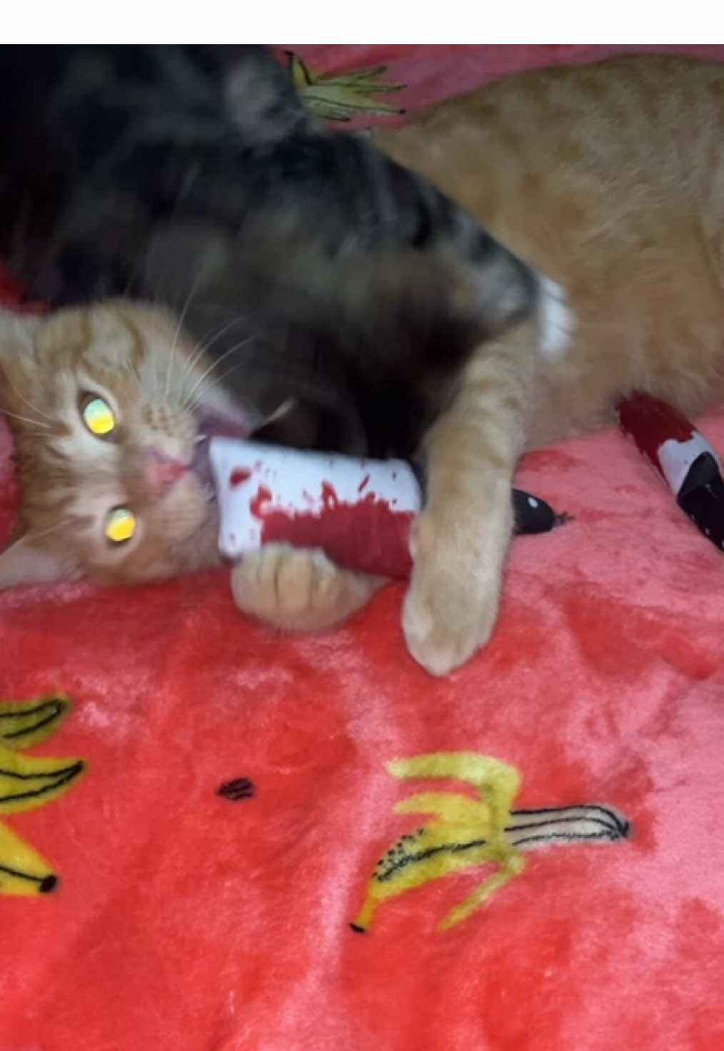 that catnip getting her hype😂 #fyp #potaroma #catnip #tiktokshop #catsoftiktok 