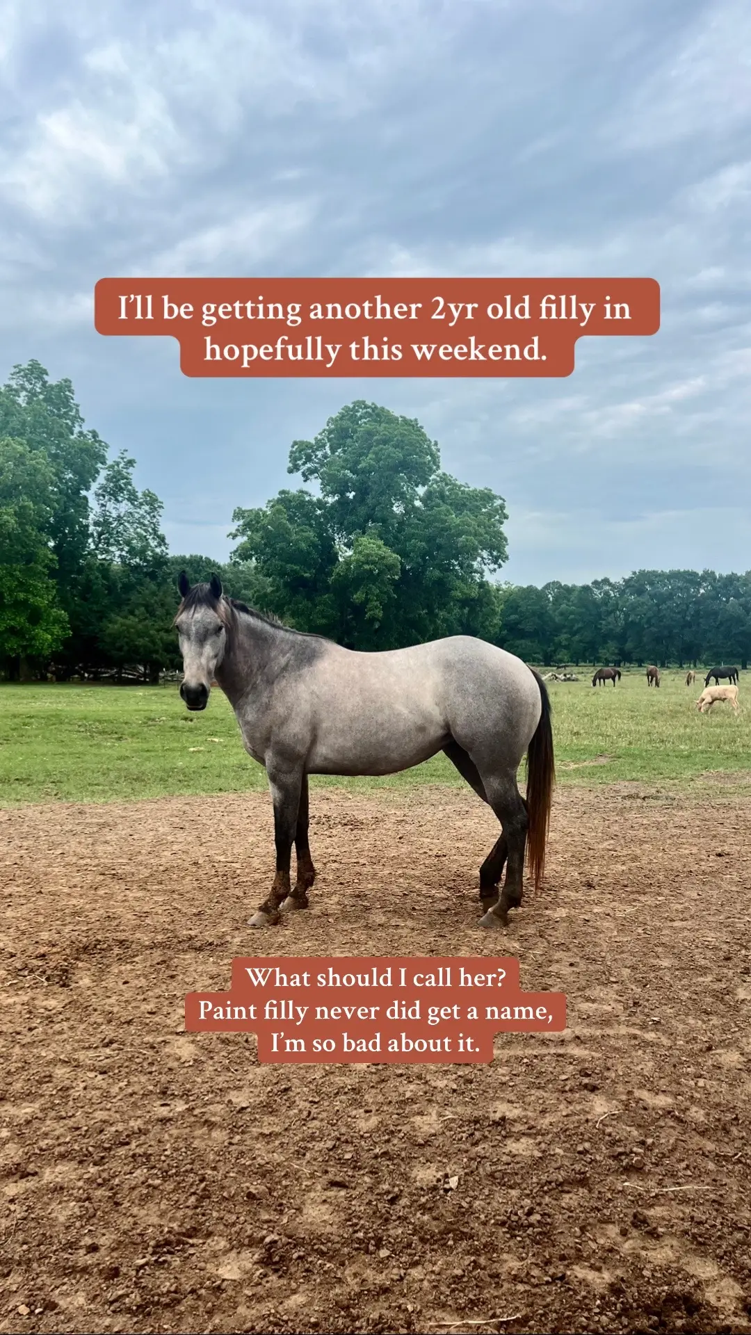 #horsetraining #coltstarting #horse #western #namesuggestions 