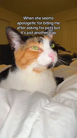 I’m not falling for it. #catsoftiktok #cattok 