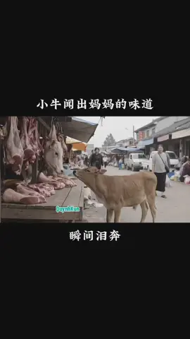 thương quá #quynhkun 