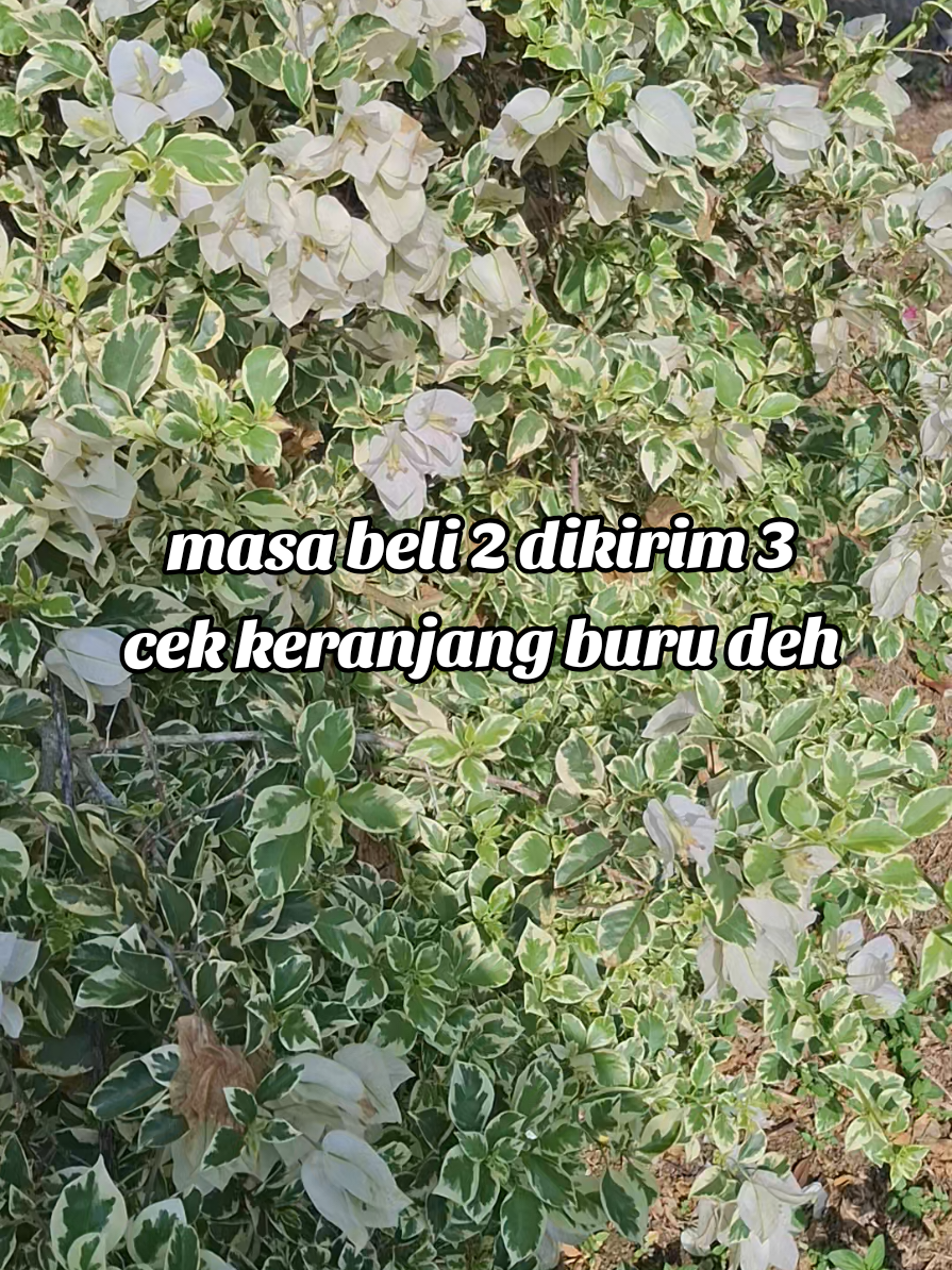 Cek keranjang sekarang 👇 ✅️ Beli 2 dikirim 3 ✅️ Isi jumbo, 100 ml ✅️ Melindungi kulit dari paparan sinar matahari ✅️ Skincare wajib si kecil ✅️ Cuma bayar 130ribuan aja 😱 #glowbyskinserum #skinserumglowby #glowby 