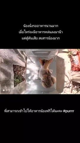 บางตู้ ที่กดเสีย สงสารน้องมาก มานั่งเฝ้ารอกินอาหารที่หล่นลงมา คงหิวน่าดู #purrrr #ตู้ให้อาหารแมวจร 