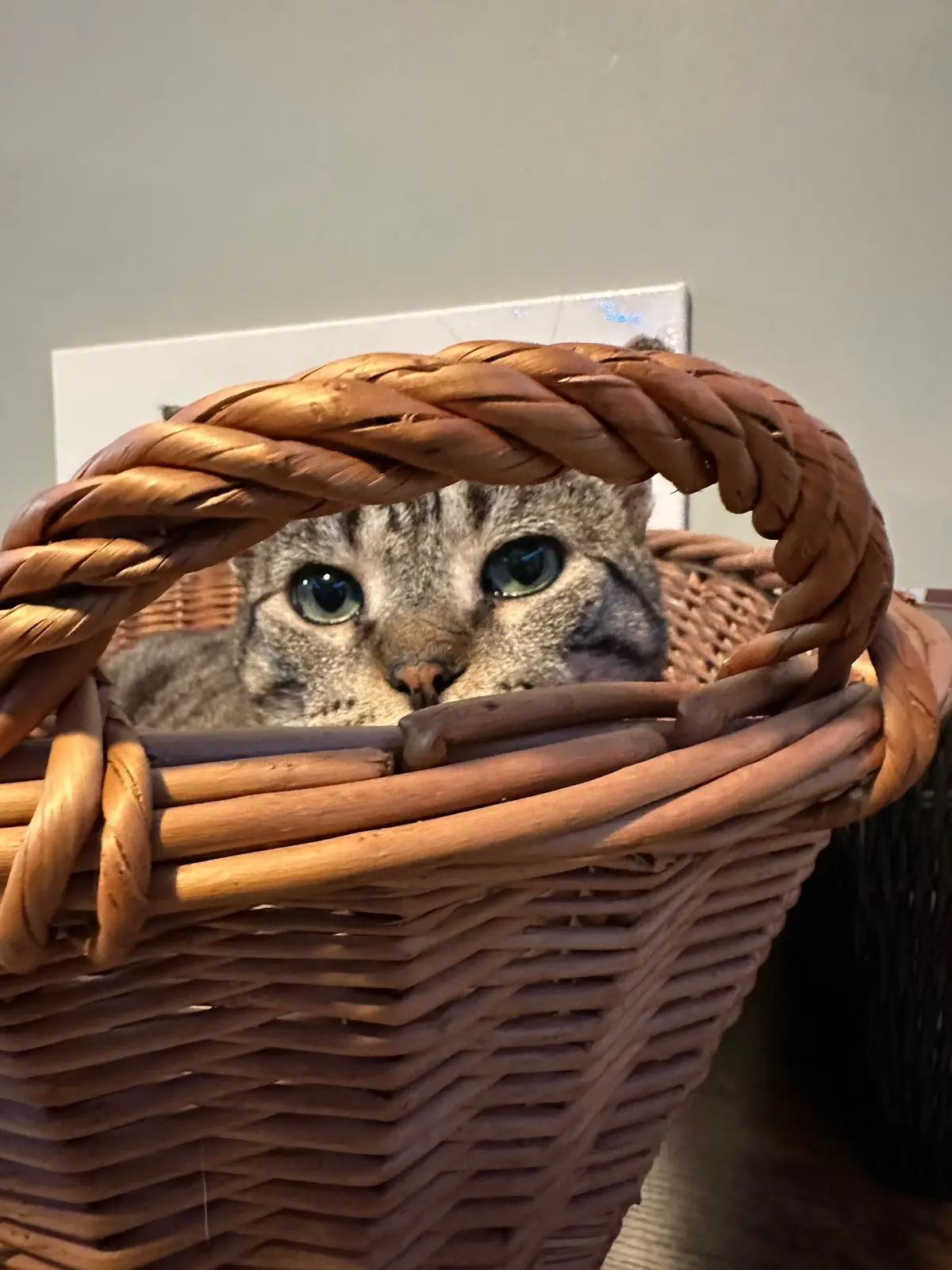 Buddy in a basket. On the main floor with all the other cats. 🙀🥰♥️