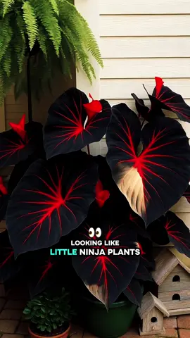 Ninja plant?🌱 #plants #hosta #tiktokshop 