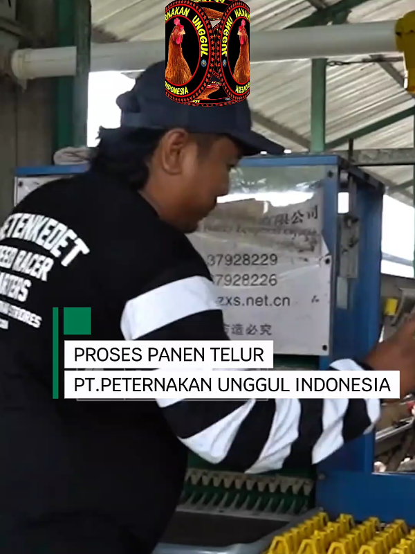 Hari ini mitra kami berkunjung langsung ke kandang dan ikut menyaksikan panen telur dengan mesin otomatis. ✅ Lebih cepat ✅ Lebih higienis ✅ Lebih praktis Bergabung jadi mitra, nikmati hasil panen modern & menguntungkan setiap periode! 📩 DM/WA kami untuk info kemitraan sekarang juga. #PeternakanAyamPetelur #KemitraanAyam #PeternakanModern #invest #panentelur 