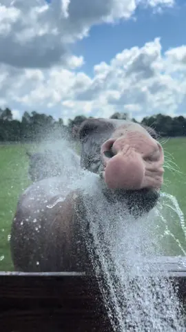 Jagger’s at it again — stealing Drogo’s hose time. This boy can’t stand to let anyone else enjoy the water 💦 He’s the definition of a water baby! 🐴💧 #FarmTok #HorseTok #WaterBaby #HorseLife #FarmAnimals 