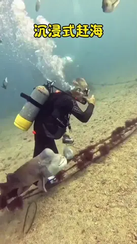 “Dunia Laut yang Menakjubkan – Pengalaman Menyelam Tak Terlupakan” #OceanWorld #SeaLife #UnderwaterMagic #DivingLife #AdventureTime 
