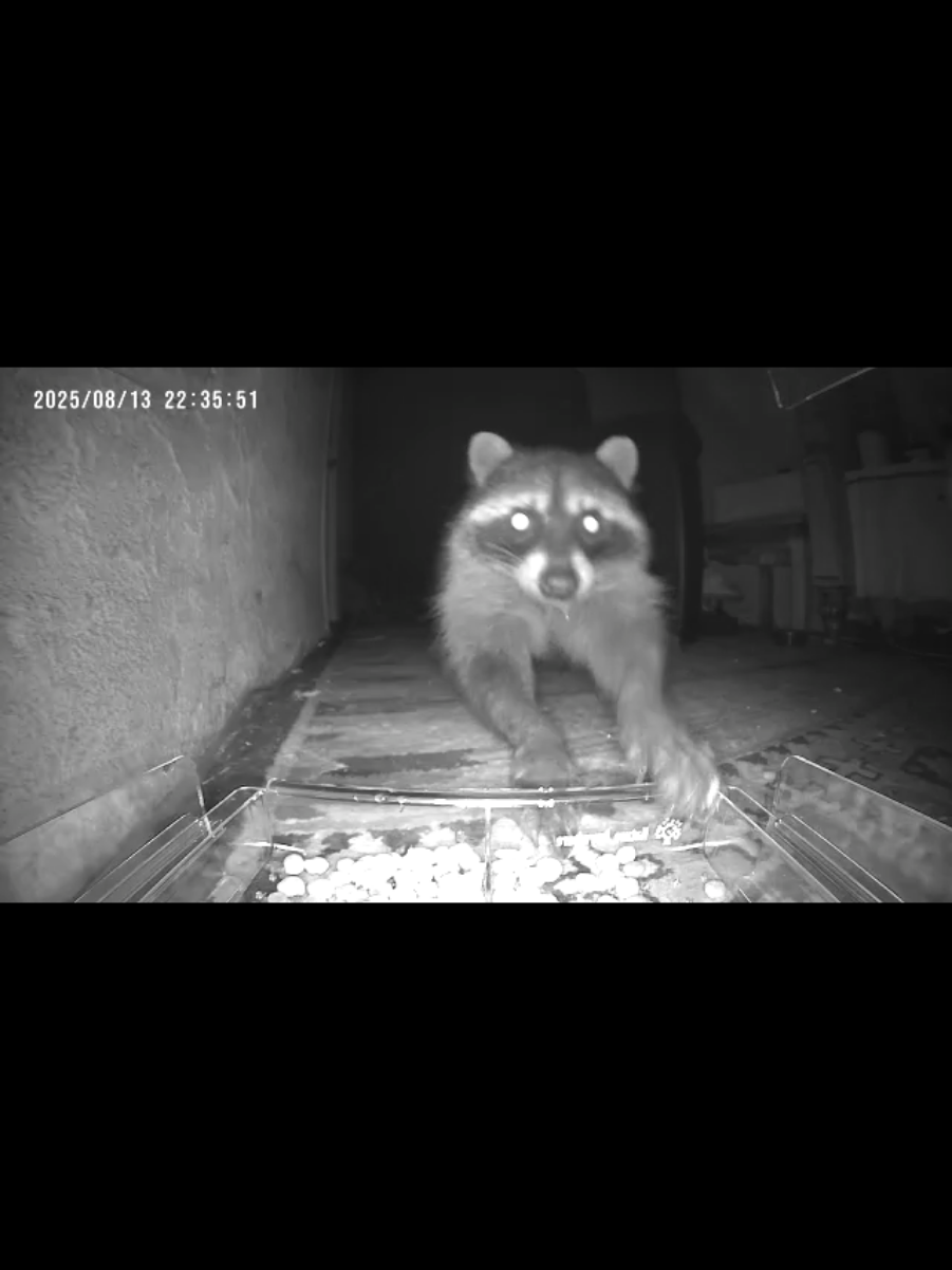 Racoons are awesome animals, what should I play next for them ? #animals #fyp #funny #Home #california 