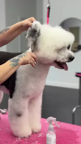 😍 OK - Hand up if you could watch Pina groom all day 🤚🙋🏻‍♀️🙋🏽‍♀️🖐️🙋🏻‍♂️ #doggrooming #portuguesewaterdog #groomersoftiktok #portiesoftiktok 