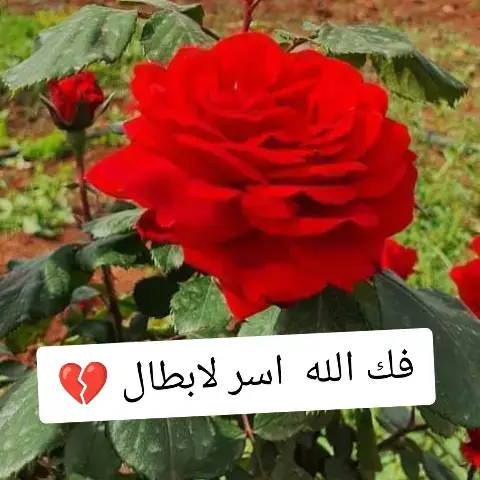 #سوريا #الرقة_دير_الزور_الفرات_الحسكة 