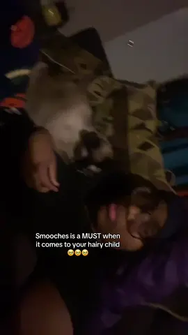 He so affectionate🥹#cattiktok #catloversoftiktok 
