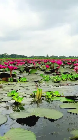រដូវភ្ជុំ#🌿🌹🌹🌹🌹 