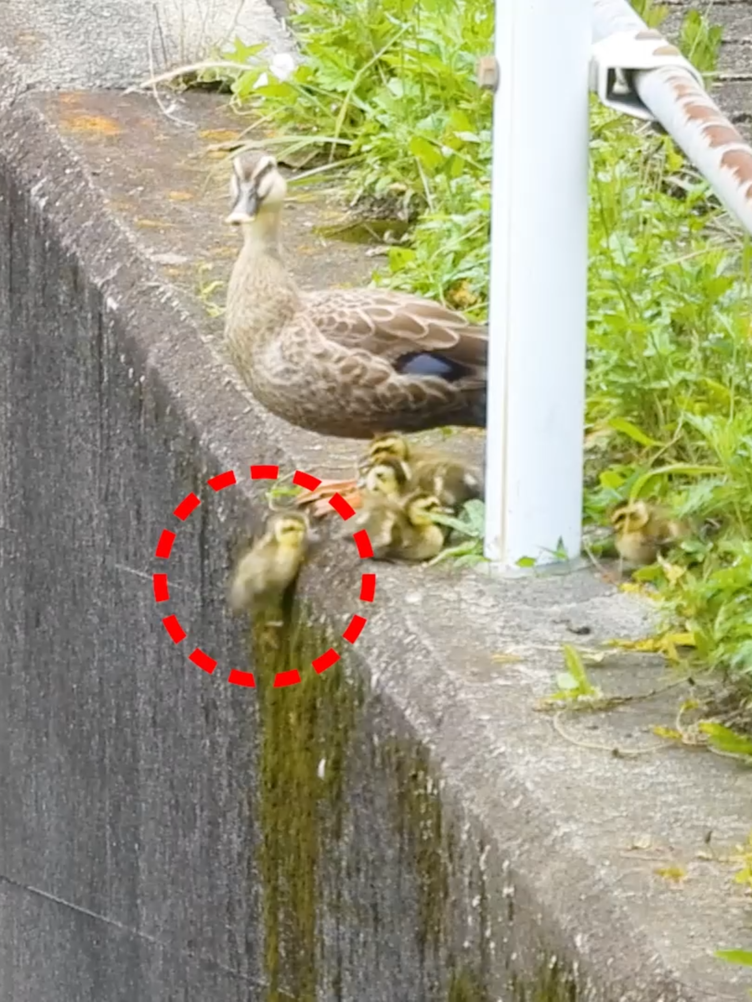No One Left Behind: Mother Duck Jumps for Fallen Baby 🦆💞 A Mother's Love: The Family That Always Stays Together! 🦆❤️🐥 A duckling fell from a steep cliff… but its mother and siblings didn’t leave it behind! 🐤💞 The day before their big move, the Vf family (8 ducklings, about 2 days old) faced the challenge of climbing out of the pond via a steep slope. When one duckling slipped and tumbled down, the mother duck jumped without hesitation, and the siblings followed one after another! This heartwarming moment shows the family reuniting after a daring leap.  A true display of courage and family bond in the wild— watch until the end to see how these tiny ducklings survive and thrive together.  🪿 Family Code: Vf8-2 (Mother Vf, 8 ducklings, about 2 days old) 📅 Recorded on: June 14, 2025 (0614F) 📌 This day’s record (0614F) is included in the following uncut footage playlist: https://youtube.com/playlist?list=PLL7dTQKKqrPzZpmfSA98tn9tXWfkp1jBB&si=exlVbuM4leEopZKt  #Ducklings #DuckFamily #BabyDuck #MotherDuck #WildlifeDocumentary #AnimalBehavior #BirdWatching #Nature