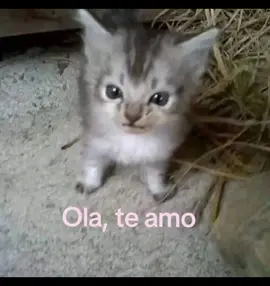 Te amo muchito :33 #viral #foryoupage #foryou #viral #contenido 💗💕🐸😪......@TikTok 