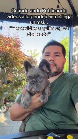 Fluffy Frenchie #fluffyfrenchie #puppiesusa #perritosusa #perritostiktokeeuu #california 