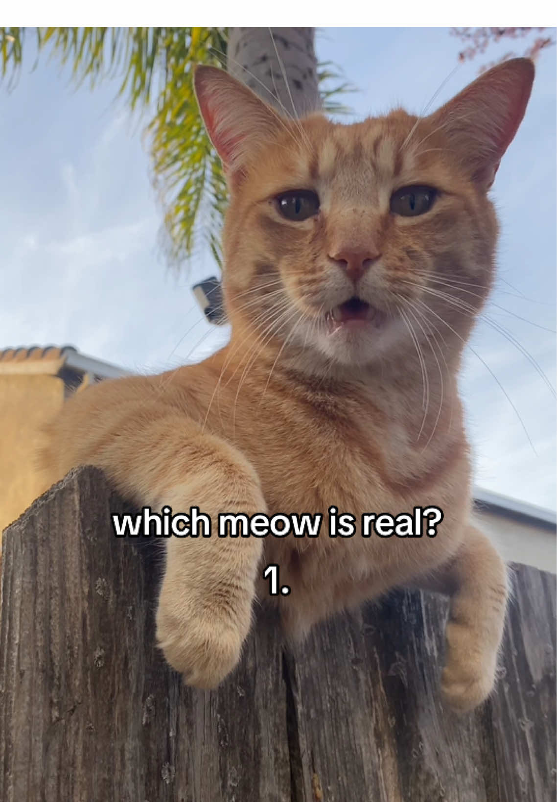 this is a tough one #catsoftiktok #orangecat #meowing #memes #fypシ゚viral 
