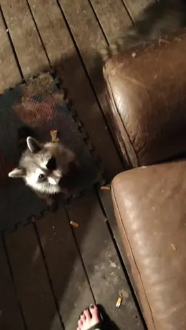 #racoons  #racoonsoftiktok  #nightlyroutine  #funtimes 