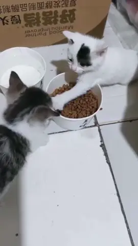 Cat not share foods😂😂😂🤣🤣🤣🤣😆😆😆😜😜😜🐈🐈🐈….#fyp #cat #funny #catfood #unitedkingdom 