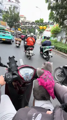 Mới sáng sớm mà thằng này đã đi gọi vốn nữa rồi 😂 #báomeowgòvấp #xuhuong #fpy #viraltiktok #catlover 