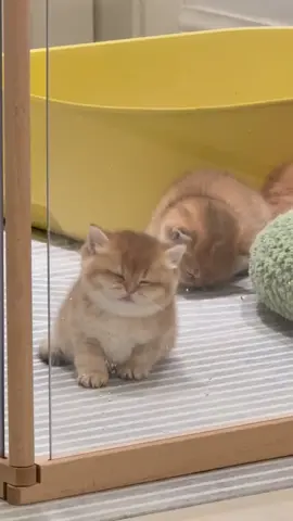 It's too tiring to go to work, hahaha.#socute #catsoftiktok #cat 