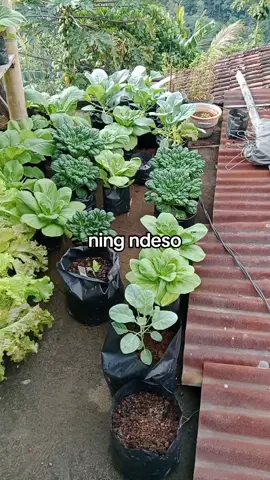 ning ndeso#indonesia🇮🇩 #fypシ゚ #fypシ゚viral🖤tiktok #🥰🥰 