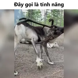 Ông nào chói đi, ngứa thì phải gãi chớ  #😂 #😂😂😂 #haihuoc #funny #funnytiktok #funnyvideo #funnyvideos #cuoimoingay #capcut #xuhuong #tiktok #fyp #pet #cat #dog 