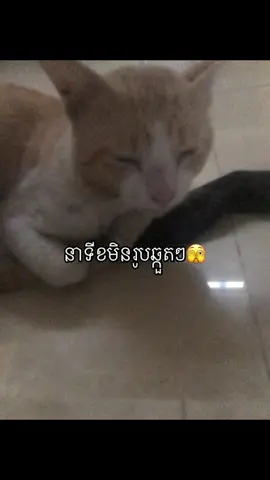 អត់ឆ្កួតអត់យក😭#fyp #viral #xybca 