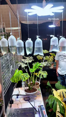“ อะไรใหม่ๆมาก! Exotic Plants x Molly Fish 🐳🌿🪐✨ งาน Bangkok International Exotic Plants Show and Sale 13 ที่เซ็นทรัลแจ้งวัฒนะ งานมียาวไปจนถึงวันอาทิตย์นะครับ ” #มอลลี่ #molly #mollyfish #ปลาบอลลูน #monstera                         