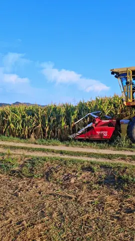 #fyppppppppppppppppppppppppppp #silaza2025🌽🌽 #newholand#fypp #zvornik 