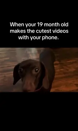 gotta watch til the end* I go through my phone at the end of the day and I find the cutest videos made by sweet Dallas Ann 🤣 #dachshund #puppy #dog #funny #puppytiktok 
