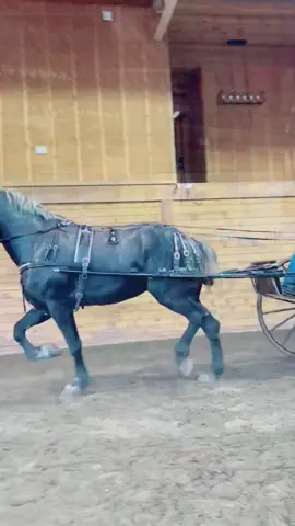 Rock 🪨 🤘🎸 #showprep #horse #percheron #itsgoingdown #fyp 