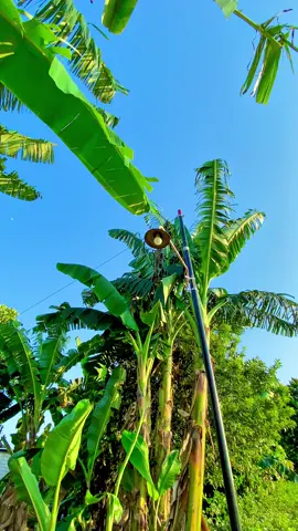 Ngabisin footage yg di galeri.. Kalau ada pertemuan atau saran dan masukan silahkan komen Ndak berharap fyp.😊🥺🌲🍃🇮🇩#fypage #colourgrading #4k #dirgahayuindonesia #cinematic